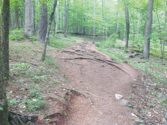Umstead sycamore-trail-