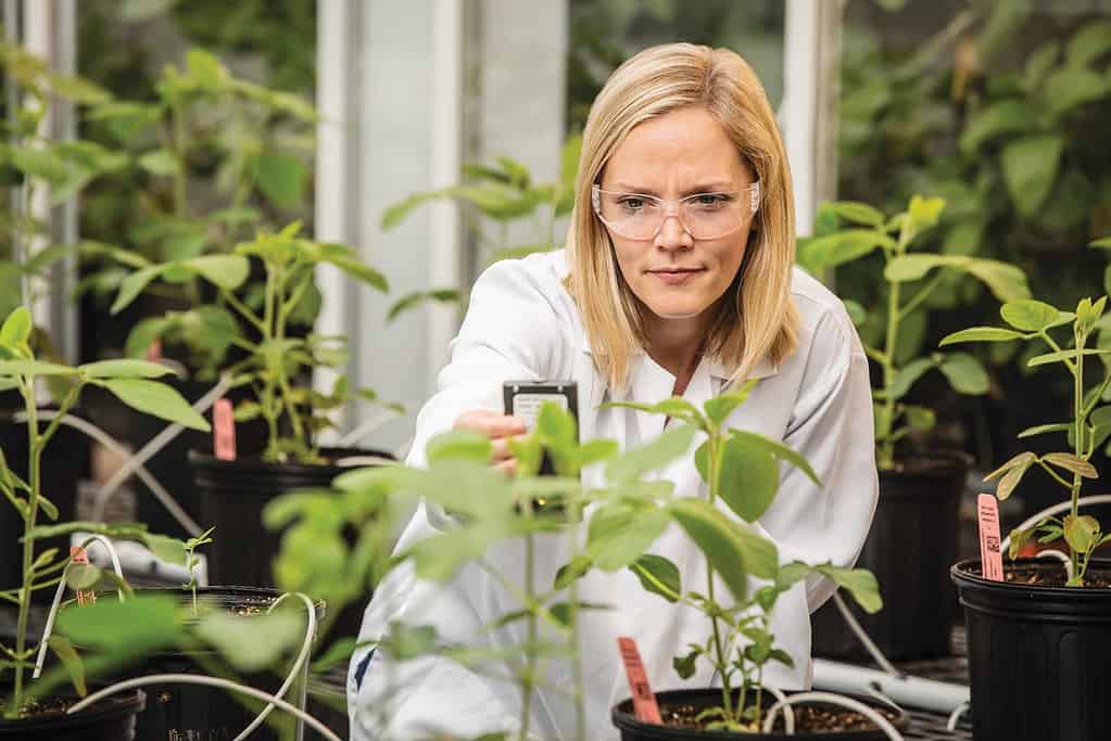BASF’s greenhouse research