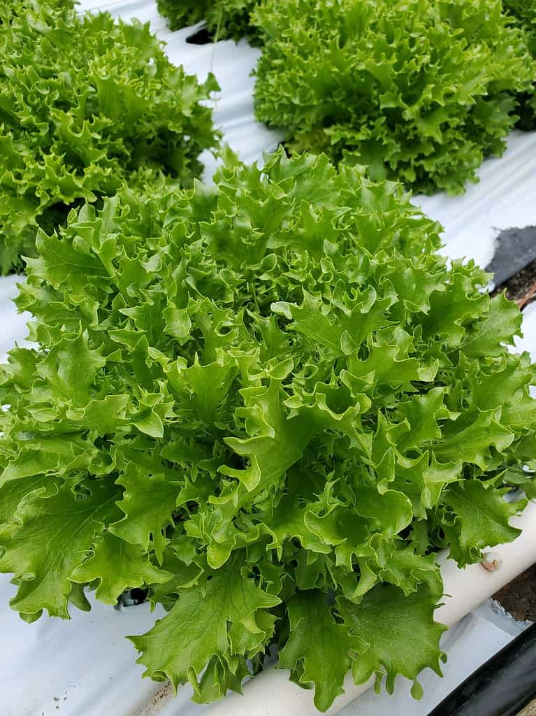 Lettuce from G&D Produce