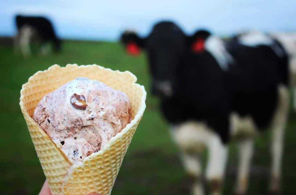 howling cow ice cream