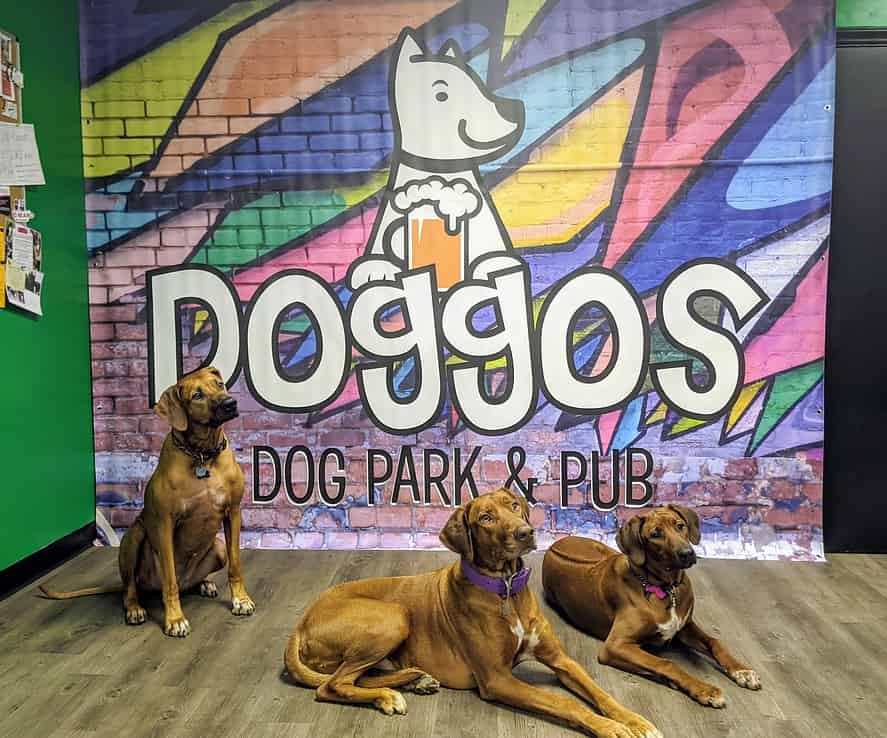 Doggos Dog Park & Pub